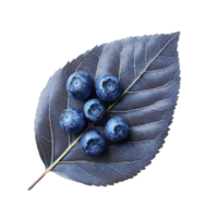 Blueberry Leaf Close up Macro Shot on transparent background. png
