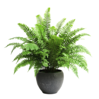 Potted Fern Indoor Greenery on transparent background. png