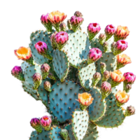 Cactus Bush Blooming Prickly Pear on transparent background. png