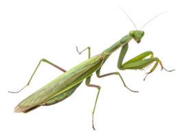 detailed image of green mantis showcasing its unique features and vibrant color, evoking sense of curiosity and fascination png