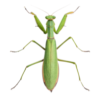 detailed close up of green mantis showcasing its vibrant color and intricate features, evoking sense of nature beauty png