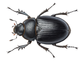 detailed illustration of black beetle showcasing its intricate features and textures, evoking sense of curiosity and admiration for nature design png