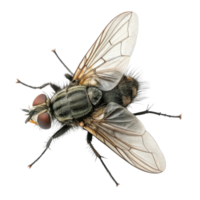 detailed close up of fly showcasing its intricate features, including wings and body structure, highlighting its unique anatomy and textures png
