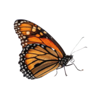 vibrant butterfly with orange and black wings, showcasing intricate patterns and delicate features, symbolizes beauty and transformation png