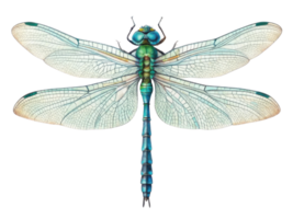 detailed illustration of dragonfly showcasing its vibrant blue and green colors, intricate wing patterns, and delicate features png