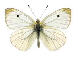 beautiful white butterfly with delicate wings, showcasing intricate patterns and subtle yellow hue. Its graceful form evokes sense of tranquility png