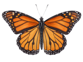 vibrant monarch butterfly with striking orange and black wings, showcasing intricate patterns and delicate features, symbolizes beauty png