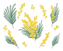 A set of twigs of yellow mimosa. Spring blooming flowers. A simple flat illustration. Seasonal botanical background. vector