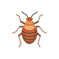Bed bug illustration vector