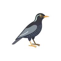 Bird with a black and gray body standing on one leg vector