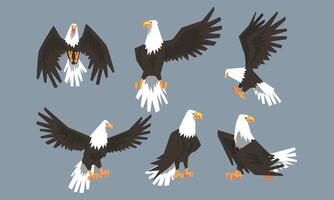 Bald Eagle Collection, Pride, Power Predatory Bird in Various Poses Illustration vector