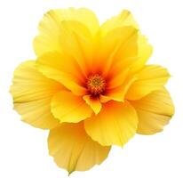 Yellow flower isolated on transparent background photo