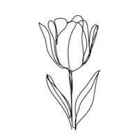 Tulip one line drawing.Abstract flower continuous line. Minimalist contour drawing of tulip. Continuous line drawing of flower tulip. vector