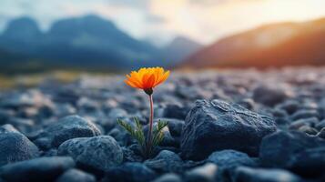 A single orange flower growing out of a rock photo