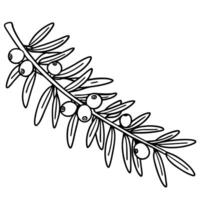 Outline of olive branch with berries for nature and botanicals art projects vector