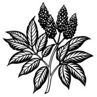 detailed botanical illustration of sumac leaves and clustered berries in black and white vector
