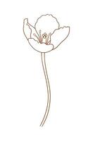 Tulip in outline. Beautiful sketch flower, spring decor. Drawing element of minimal style for Easter, Mother Day, Canadian Tulip Festival vector