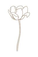 Tulip in brown. Beautiful sketch flower, spring decor. Drawing element of minimal style for Easter, Mother Day, Canadian Tulip Festival vector
