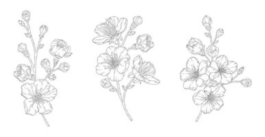 Apricot or peach blossoms, set of beautiful branches in graceful thin line. Japanese sakura flowers outline. Hand drawn sketch of cherry or plum blossom branch vector