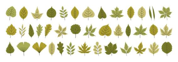 Set of various cute spring leaves in green colors. Summer background, foliage of maple, birch, oak, poplar, acacia, ginkgo, and others, isolated on white. Silhouette texture icons vector