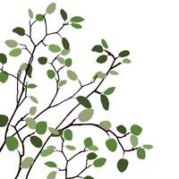 Tree branch with green leaves isolated on white square background graphic illustration. vector