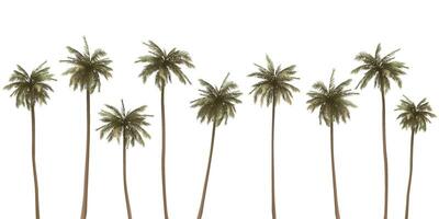 Various coconut palm trees isolated on white background graphic illustration. vector