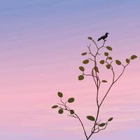 Silhouette of a crow perched on a tree branch have twilight sky square background graphic illustration have blank space. vector