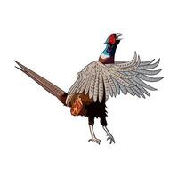 pheasant flapping its wings seen from the side hunting illustration logo image t shirt vector