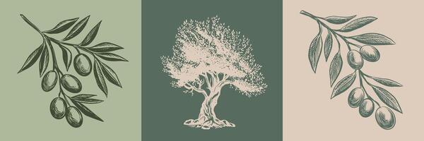 Olive branch and tree hand drawn illustrations, sketch. vector