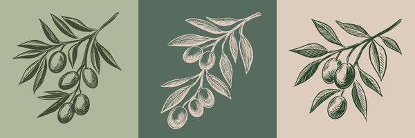 Olive branch hand drawn illustrations, sketch vector