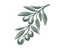 Olive branch sketch with olives and leaves vector