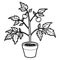 Black and White Tomato Plant Illustration in a Pot for Gardening Designs vector