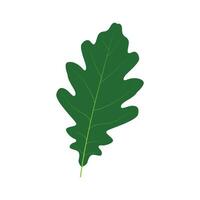Oak leaf design template. Oak leaf with acorns graphic . vector