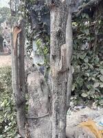 Close Up of a Tree Trunk with Textured Bark and Broken Branch Natural Woodland Aesthetic photo