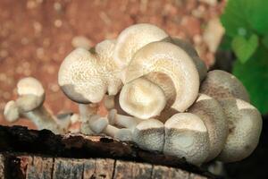 mushroom grow in the forest. mushroom has botany name lentinus tigrinus from polyporaceae family. mushroom has white color. mushroom on the wood photo