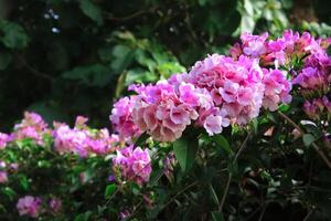 garlic vine flower bloom in the garden. garlic vine flower has latin named Mansoa alliacea. garlic vine flower from Bignoniaceae family photo
