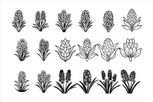 How to Grow Hyacinths in Your Garden vector