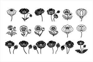 Understanding the History of the Opium Poppy vector
