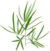 Vibrant green bamboo leaves are gracefully arranged, forming an elegant and natural pattern against a clean white backdrop, creating a serene and refreshing visual vector