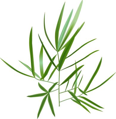 Vibrant green bamboo leaves are gracefully arranged, forming an elegant and natural pattern against a clean white backdrop, creating a serene and refreshing visual