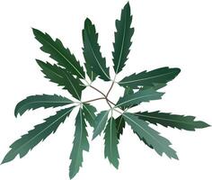 Green pinnate leaves growing gracefully on a slender brown branch, isolated against a crisp white background, offering a striking yet elegant botanical illustration full of life vector