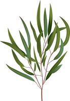 Eucalyptus branch with long green leaves growing on white background, creating a fresh and natural atmosphere, ideal for projects related to nature, environment, and botany vector