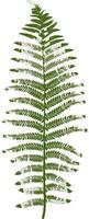 Illustration of a green fern leaf with many small leaves growing on a central stem, creating a delicate and intricate pattern against a clean white backdrop, perfect for nature inspired designs vector