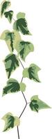 Single ivy strand extending gracefully, variegated leaves blending deep and light green hues against a pristine white backdrop, creating an elegant botanical illustration vector