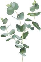 Green eucalyptus branches with round leaves are creating a natural and elegant design, perfect for adding a touch of freshness to any project vector