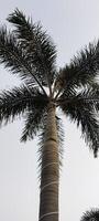 Tall Palm Tree Against Clear Sky photo