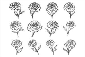 Beautiful carnation flower in full bloom vector
