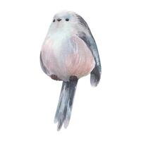 Long-tailed tit, bird three-quarters gray with black feathers, very cute, funny, realistic. Watercolor illustration hand-drawn. Separate element isolated from the background. vector