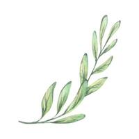 A branch of green leaves, decorative for decorating floral bouquets and compositions. Watercolor illustration drawn by hand. A separate element isolated from the background vector