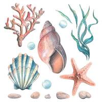 Set of shells, starfish, seaweed, bubbles, pebbles, corals. Watercolor illustration, hand drawn. Set of elements isolated from the background vector